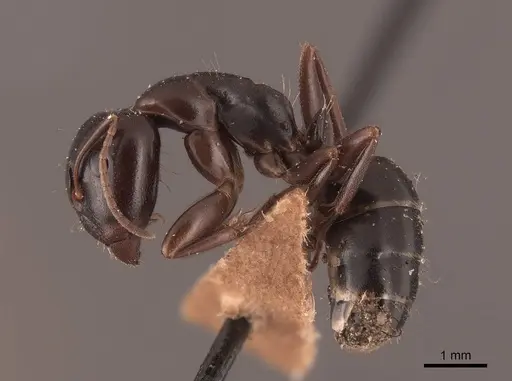 Camponotus caryae - FMNHINS0000045723