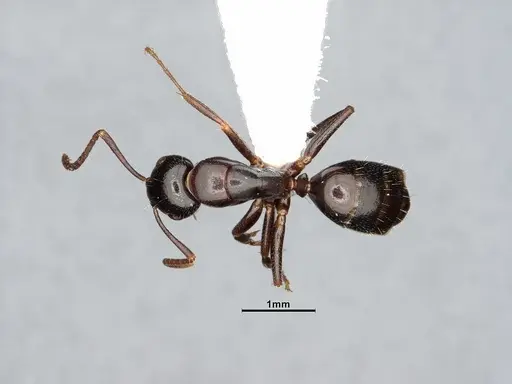 Camponotus caryae - MEM211546