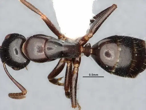 Camponotus caryae - MEM211546