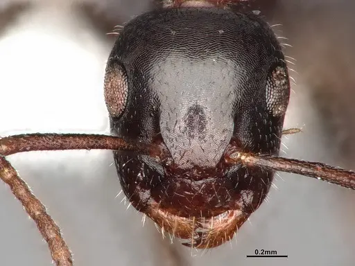 Camponotus caryae - MEM211546