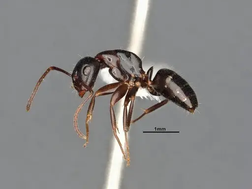 Camponotus caryae - MEM211546