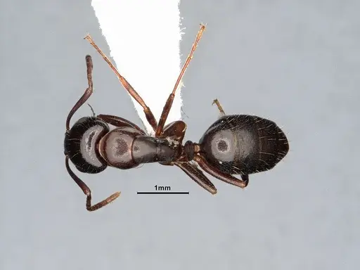 Camponotus caryae - MEM249446