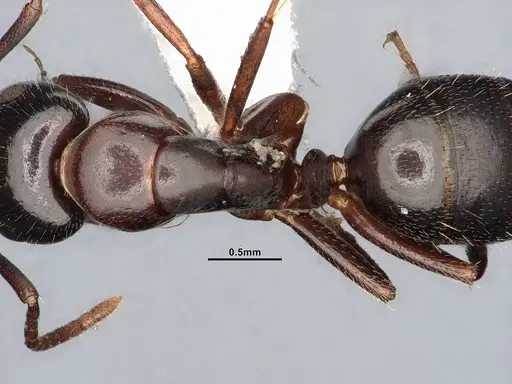 Camponotus caryae - MEM249446