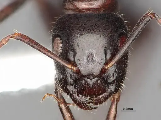Camponotus caryae - MEM249446