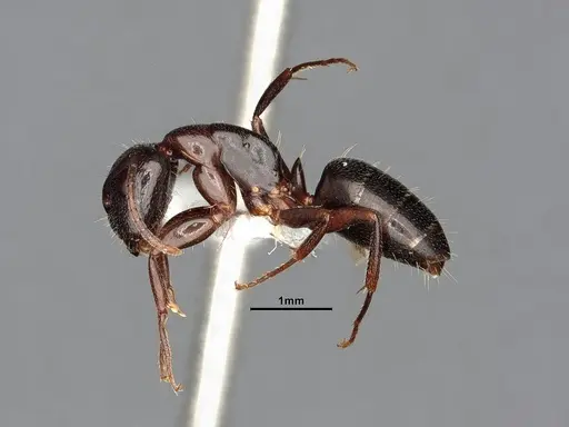 Camponotus caryae - MEM249446