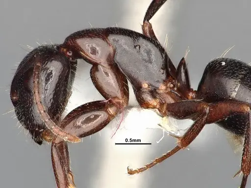 Camponotus caryae - MEM249446