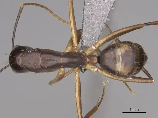 Camponotus casicus specimen
