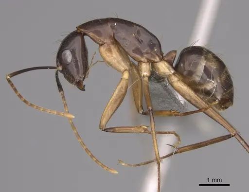 Camponotus casicus specimen