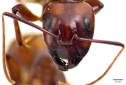 Camponotus castaneus specimen