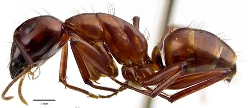Camponotus castaneus specimen