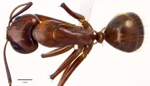 Camponotus castaneus - ANTWEB1041674