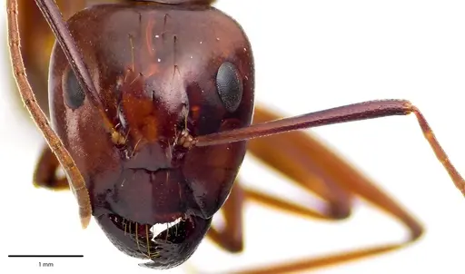 Camponotus castaneus - ANTWEB1041674