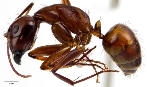 Camponotus castaneus - ANTWEB1041674