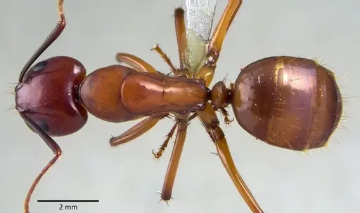 Camponotus castaneus - ANTWEB1041769