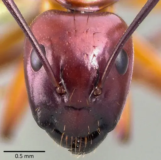Camponotus castaneus - ANTWEB1041769