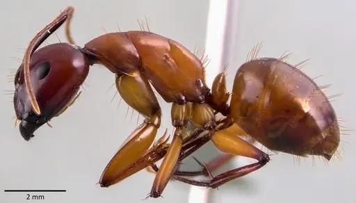 Camponotus castaneus - ANTWEB1041769