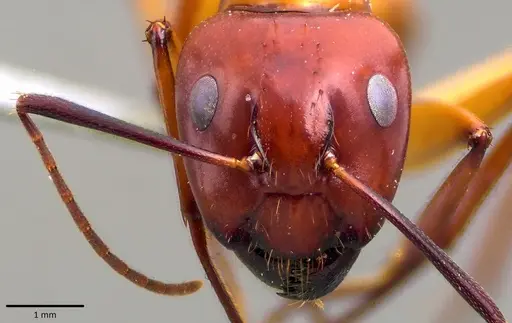 Camponotus castaneus - ANTWEB1041792