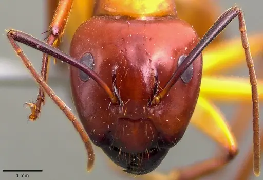 Camponotus castaneus - ANTWEB1041793