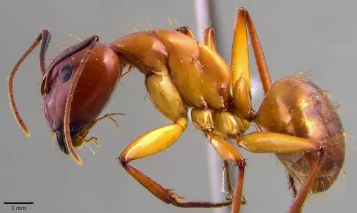 Camponotus castaneus - ANTWEB1041793
