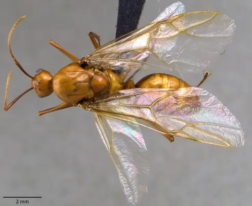 Camponotus castaneus - ANTWEB1060128