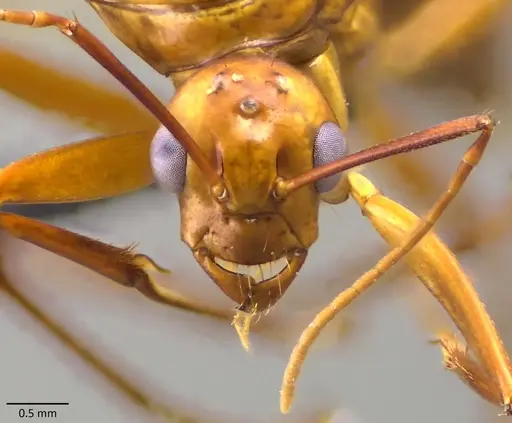 Camponotus castaneus - ANTWEB1060128
