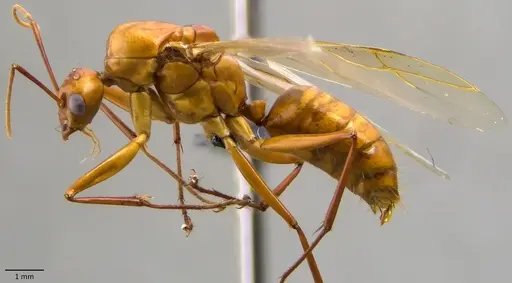 Camponotus castaneus - ANTWEB1060128