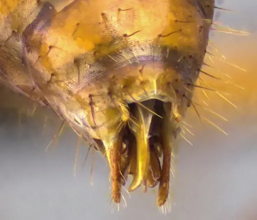 Camponotus castaneus - ANTWEB1060128