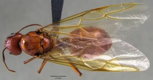 Camponotus castaneus - ANTWEB1060133