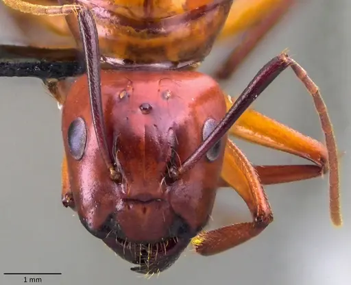 Camponotus castaneus - ANTWEB1060133