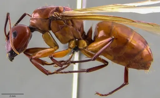 Camponotus castaneus - ANTWEB1060133