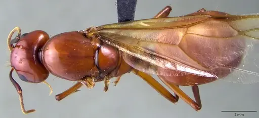 Camponotus castaneus - ANTWEB1060134