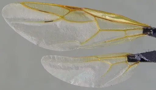 Camponotus castaneus - ANTWEB1060134