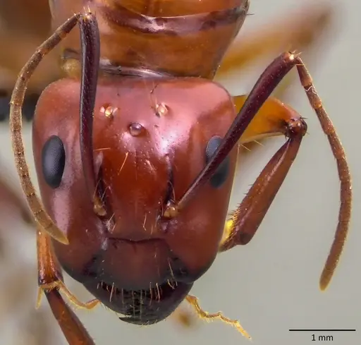 Camponotus castaneus - ANTWEB1060134