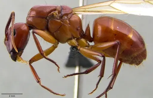 Camponotus castaneus - ANTWEB1060134