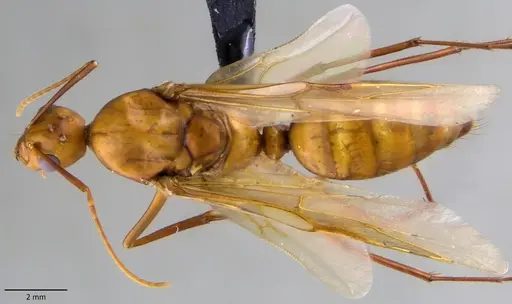 Camponotus castaneus - ANTWEB1060135