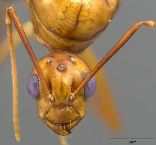 Camponotus castaneus - ANTWEB1060135