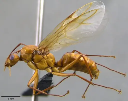 Camponotus castaneus - ANTWEB1060135