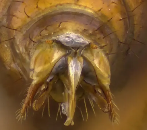 Camponotus castaneus - ANTWEB1060135