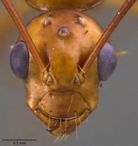 Camponotus castaneus - ANTWEB1060136