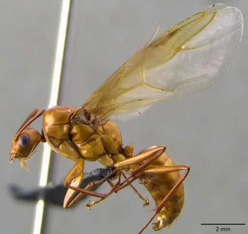 Camponotus castaneus - ANTWEB1060136
