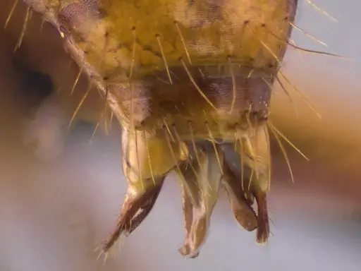 Camponotus castaneus - ANTWEB1060136