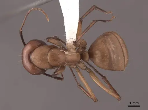 Camponotus castaneus - FMNHINS0000046084