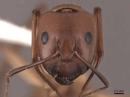 Camponotus castaneus - FMNHINS0000046084
