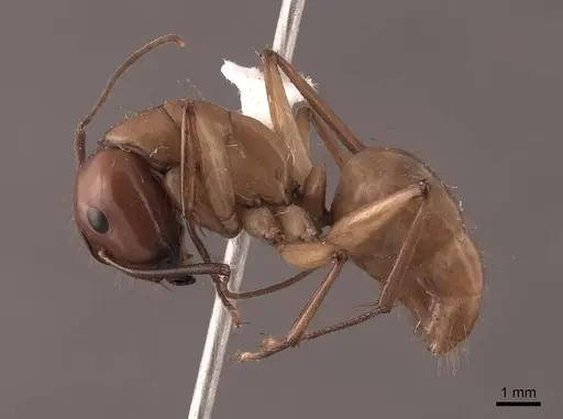 Camponotus castaneus - FMNHINS0000046084