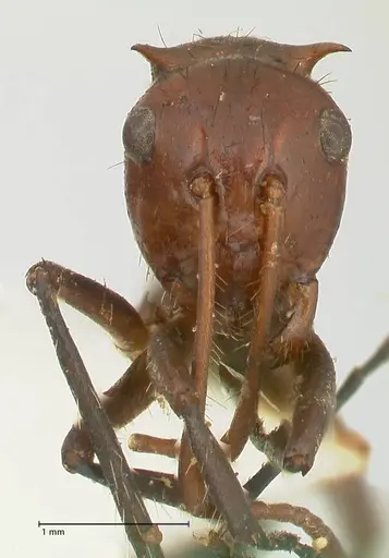 Camponotus castanicola specimen