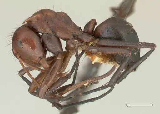 Camponotus castanicola specimen