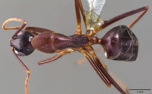 Camponotus cecconii specimen
