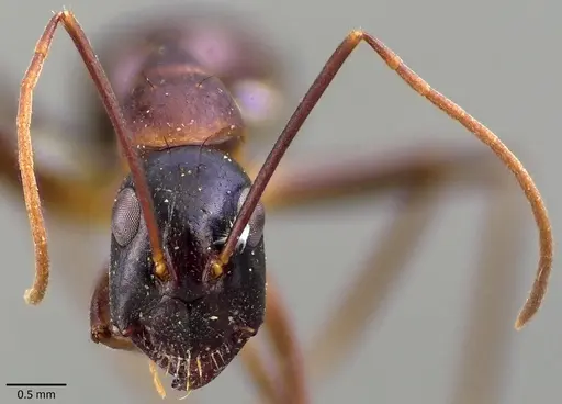 Camponotus cecconii specimen