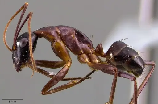 Camponotus cecconii specimen