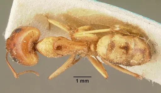 Camponotus cemeryi specimen